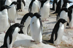 penguins photo