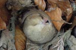 Dormouse - picture