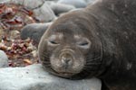 Elephant seal, Antarctica - picture